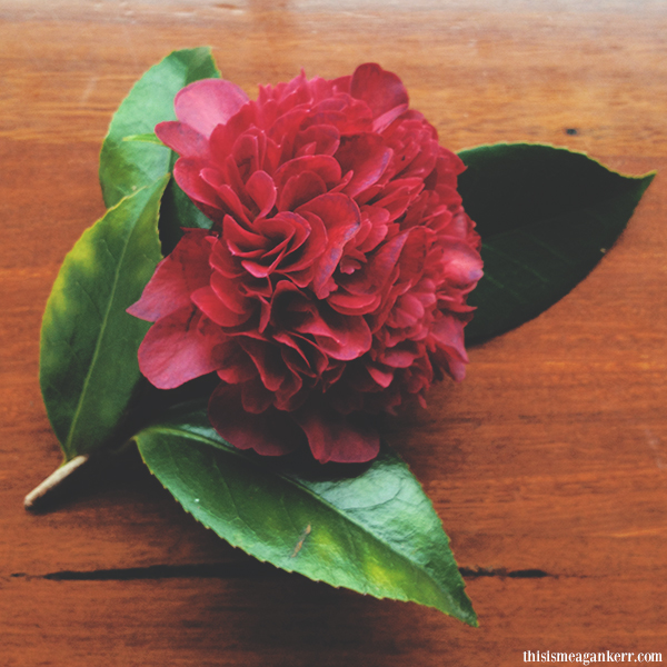 red camellia flower