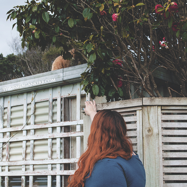 ginger cat on a roof