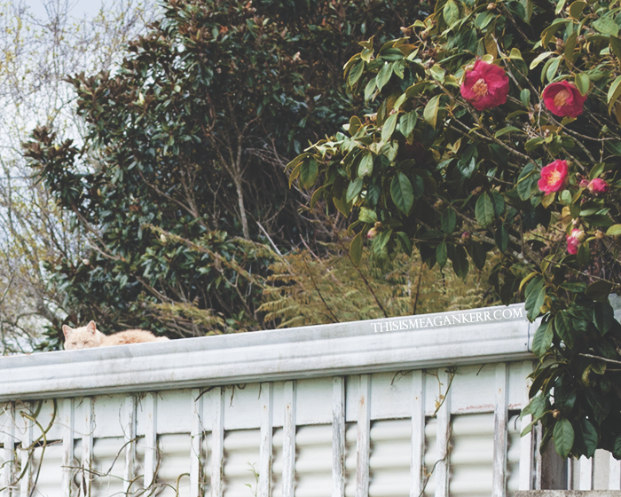 ginger cat on a roof