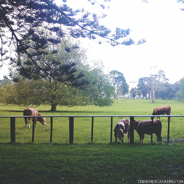 Cows at Cornwall Park