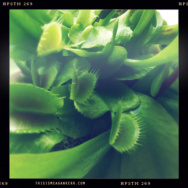 Venus Fly Trap