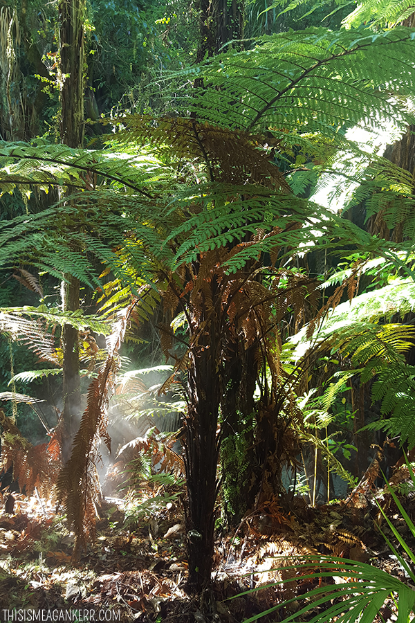 New Zealand Ponga with steam rising