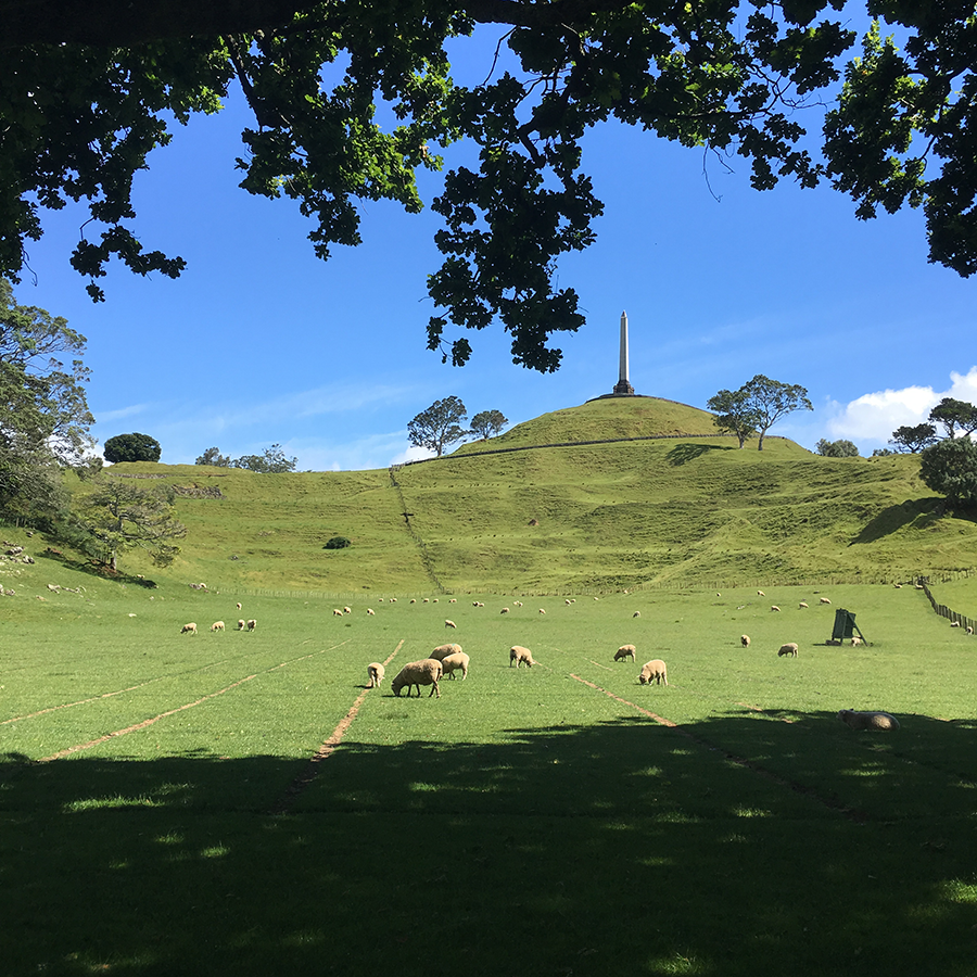 Sheep at Cornwall Park, One Tree Hill Maungakiekie