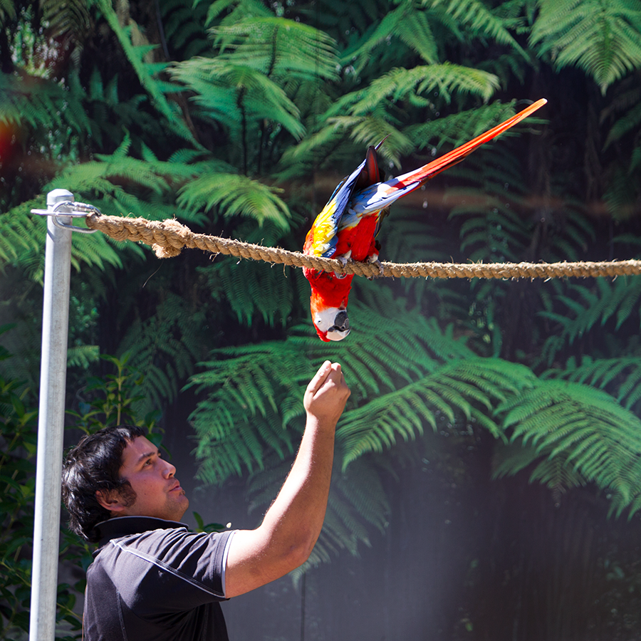 Relaxing things to do in Rotorua: watch the bird show at Rainbow Springs