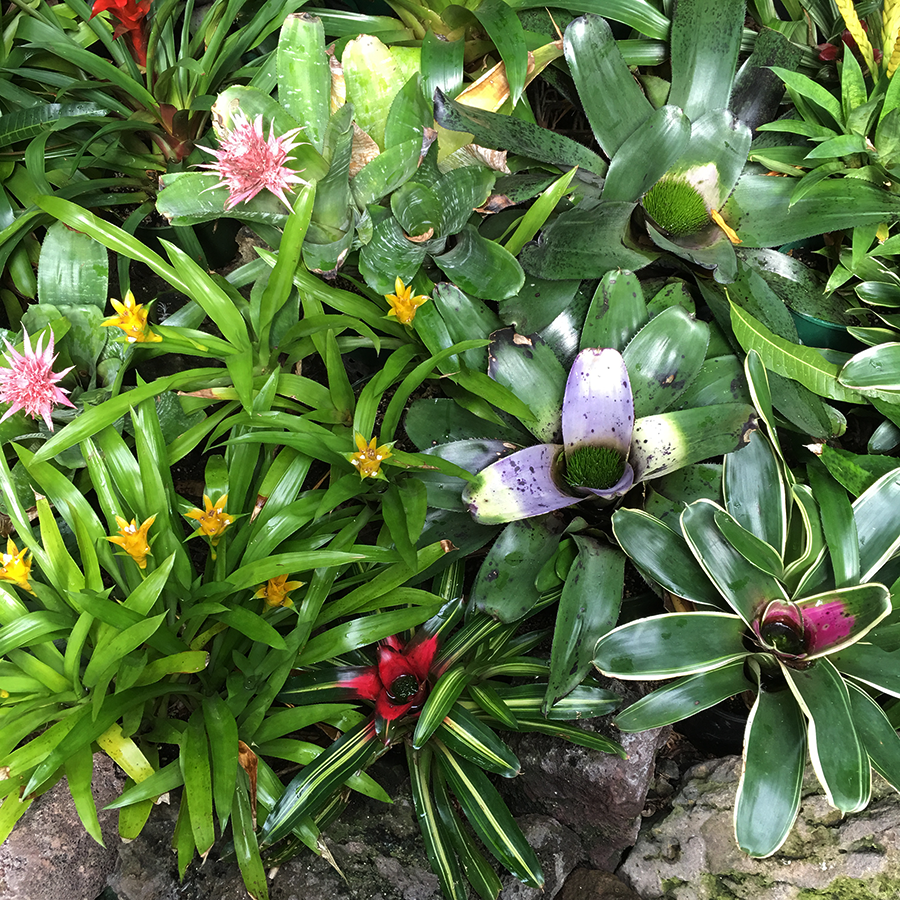 Bromeliads at Auckland Winter Garden
