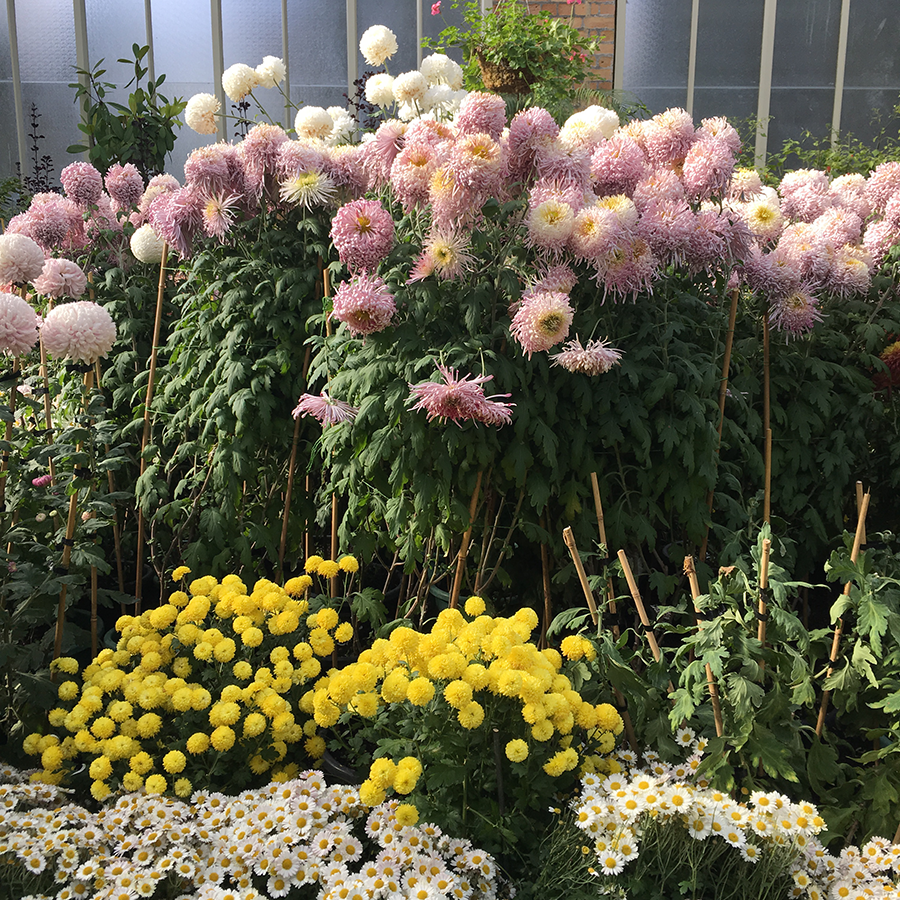 Chrysanthemums at Auckland Winter Garden