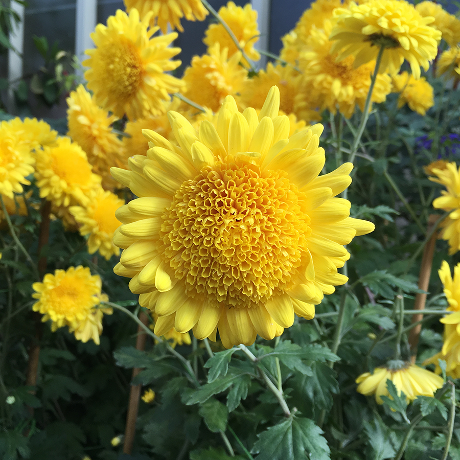 Chrysanthemums at Auckland Winter Garden