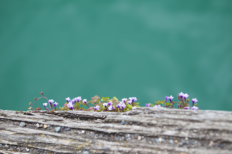 Flowers growing on the wharf