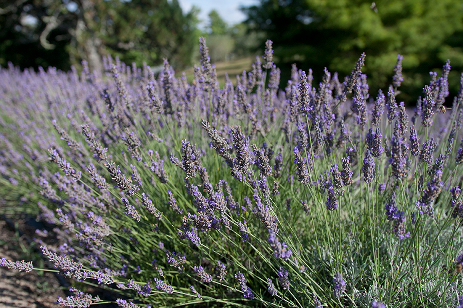 Lavender fields at Lavender Hill Farm, Auckland