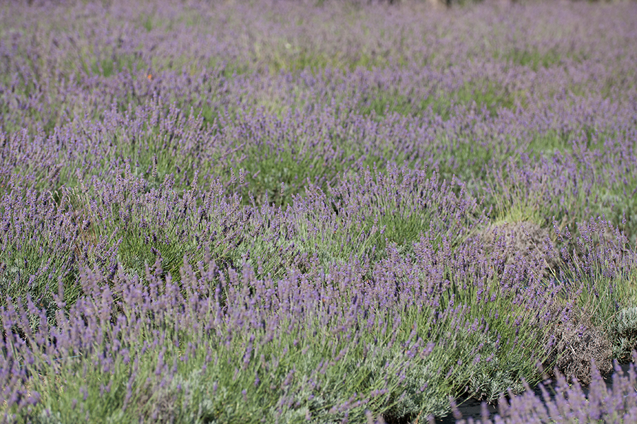 Lavender fields at Lavender Hill Farm, Auckland