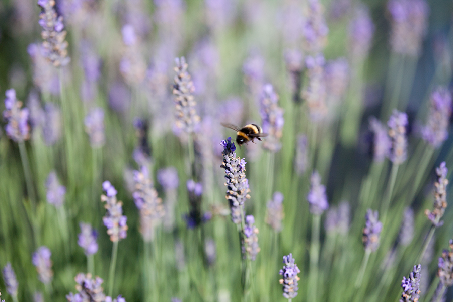 Lavender fields at Lavender Hill Farm, Auckland