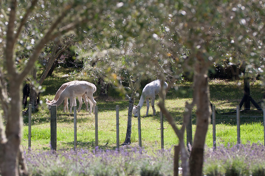 Alpacas at Lavender Hill Farm, Auckland