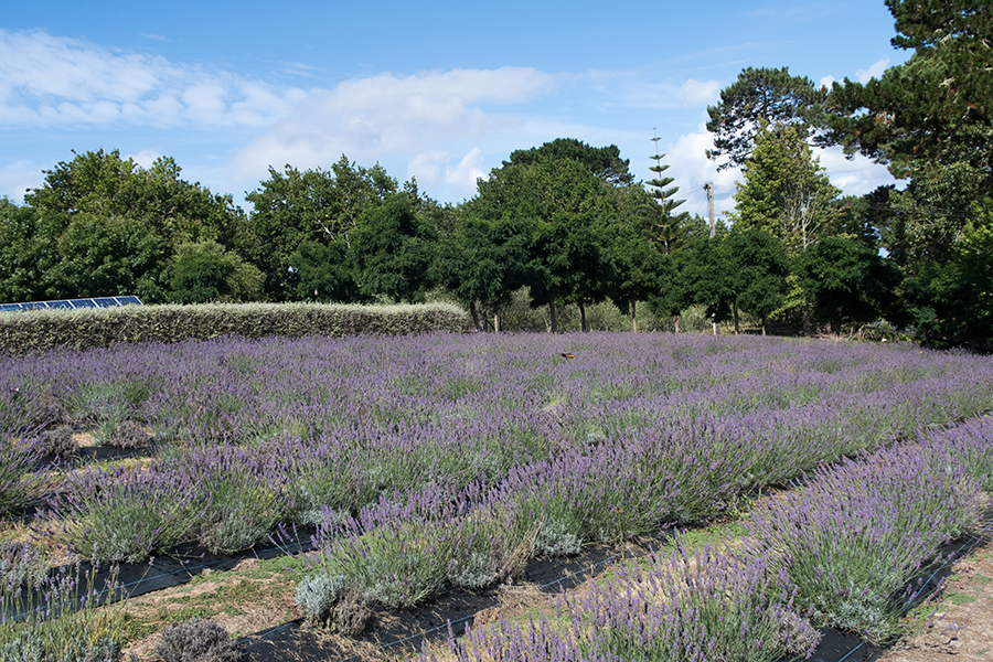 Lavender fields at Lavender Hill Farm, Auckland