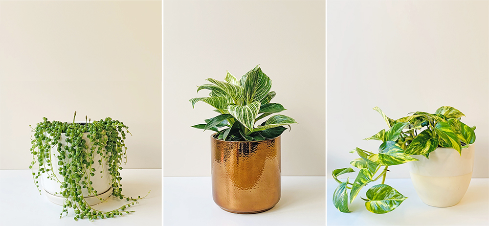 Senecio rowleyanus (String of Pearls), Philodendron selloum (Philodendron Birkin) and Epipremnum aureum (Golden Pothos) from The Plant Project